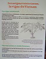 La vigne du Vietnam.jpg